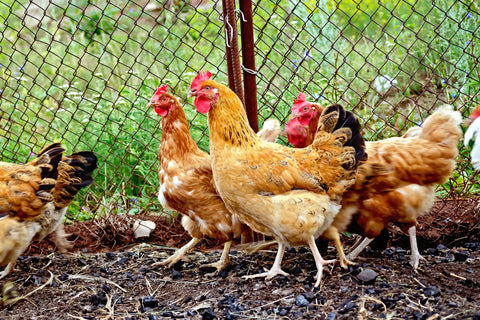 DIY Project: Turning a 55-Gallon Drum into a Year-Round Chicken Watering System